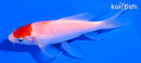 5.25" MARUTEN KOHAKU BUTTERFLY