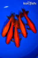 PACK OF (5) 5-5.25" WAKIN GOLDFISH