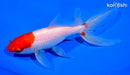 7.25" WATONAI GOLDFISH