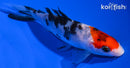 4.5" TANCHO SANKE