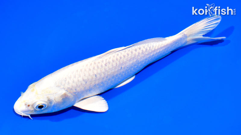 7.25" PLATINUM OGON