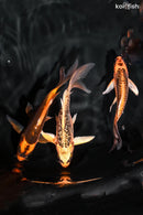 PACK OF (3) 4.75-5" BUTTERFLY KOI
