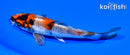 5.25" KIN SHOWA