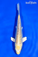 5.5" GINRIN YAMABUKI OGON