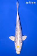 7.25" GINRIN TANCHO LEMON HARIWAKE