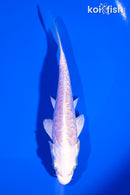 4.75" ARAGOKE PLATINUM OGON