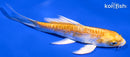 4.75" DOITSU YAMABUKI OGON BUTTERFLY