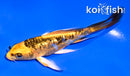 4.5" GINRIN KIN KIKOKURYU BUTTERFLY