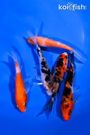PACK OF (5) 3.75-4.5" STANDARD KOI