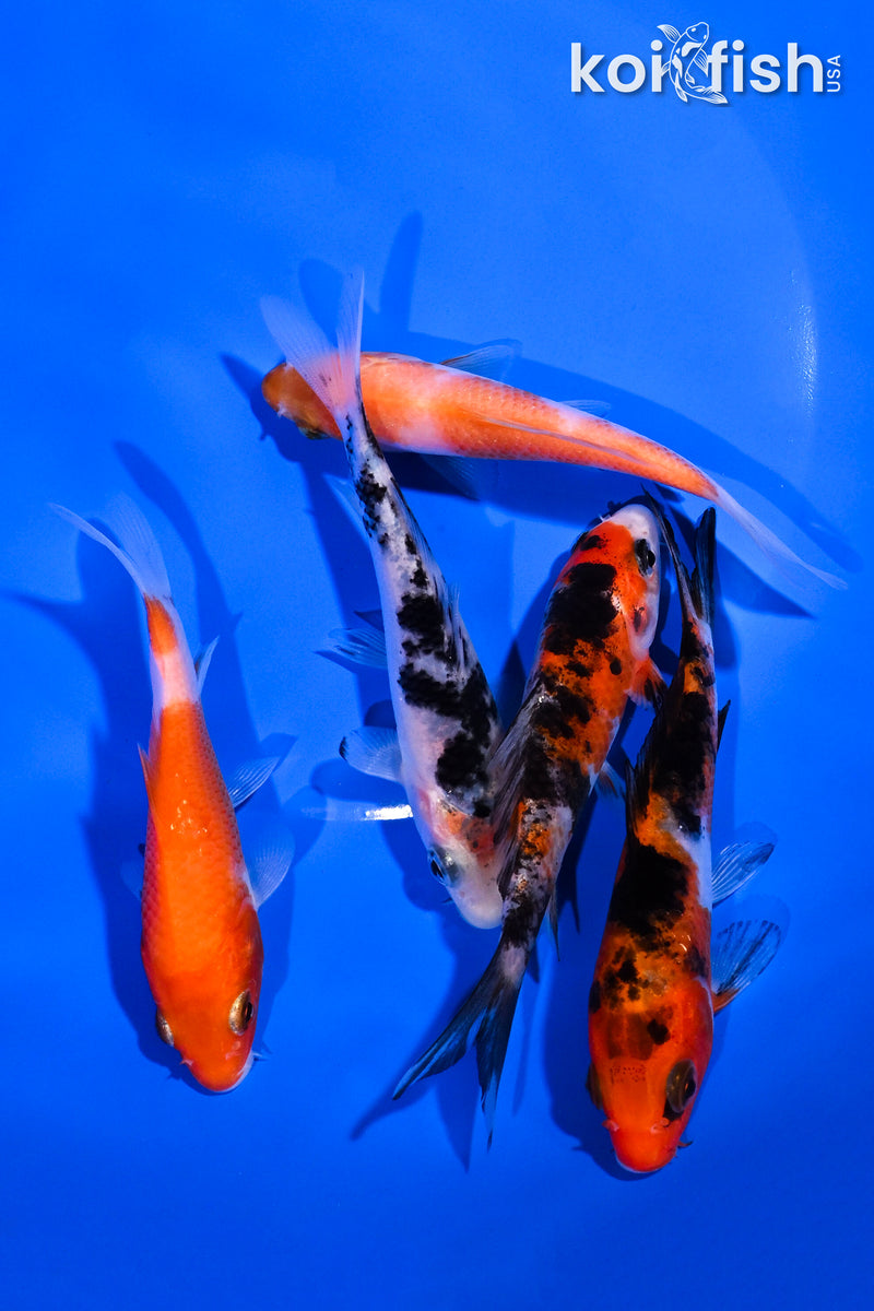 PACK OF (5) 3.75-4.5" STANDARD KOI
