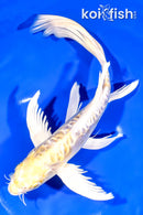 11.25" ARAGOKE LEMON HARIWAKE BUTTERFLY