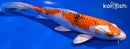 7.5" YAMATO NISHIKI