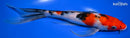 9.75" SANKE BUTTERFLY
