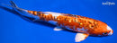 10" GINRIN HEISEI NISHIKI
