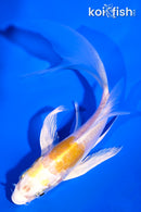 5.5" DOITSU LEMON HARIWAKE BUTTERFLY