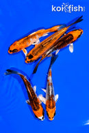 PACK OF (5) 4.5-5" STANDARD KOI