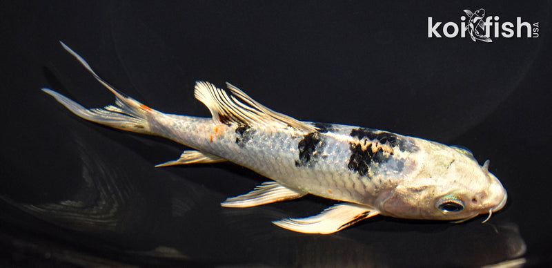 5.75" YAMATO NISHIKI BUTTERFLY