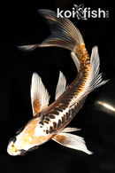 7.25" ARAGOKE BENI KIKOKURYU BUTTERFLY