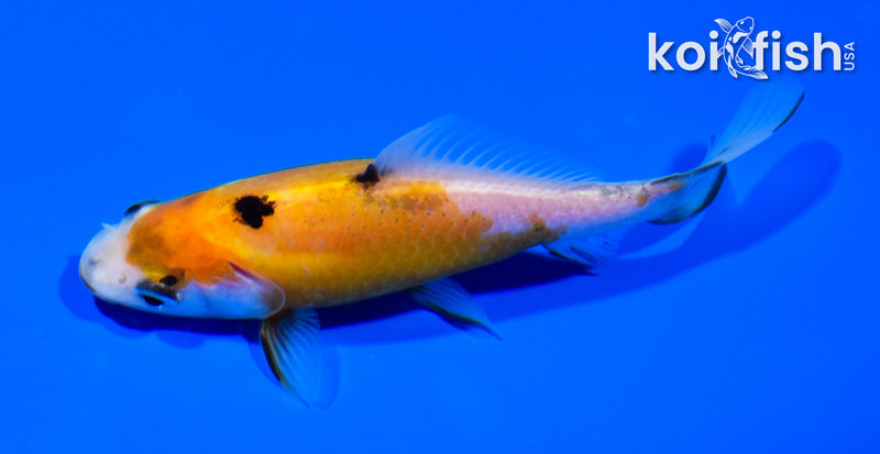 4.75" COMET GOLDFISH
