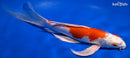 10" HARIWAKE BUTTERFLY