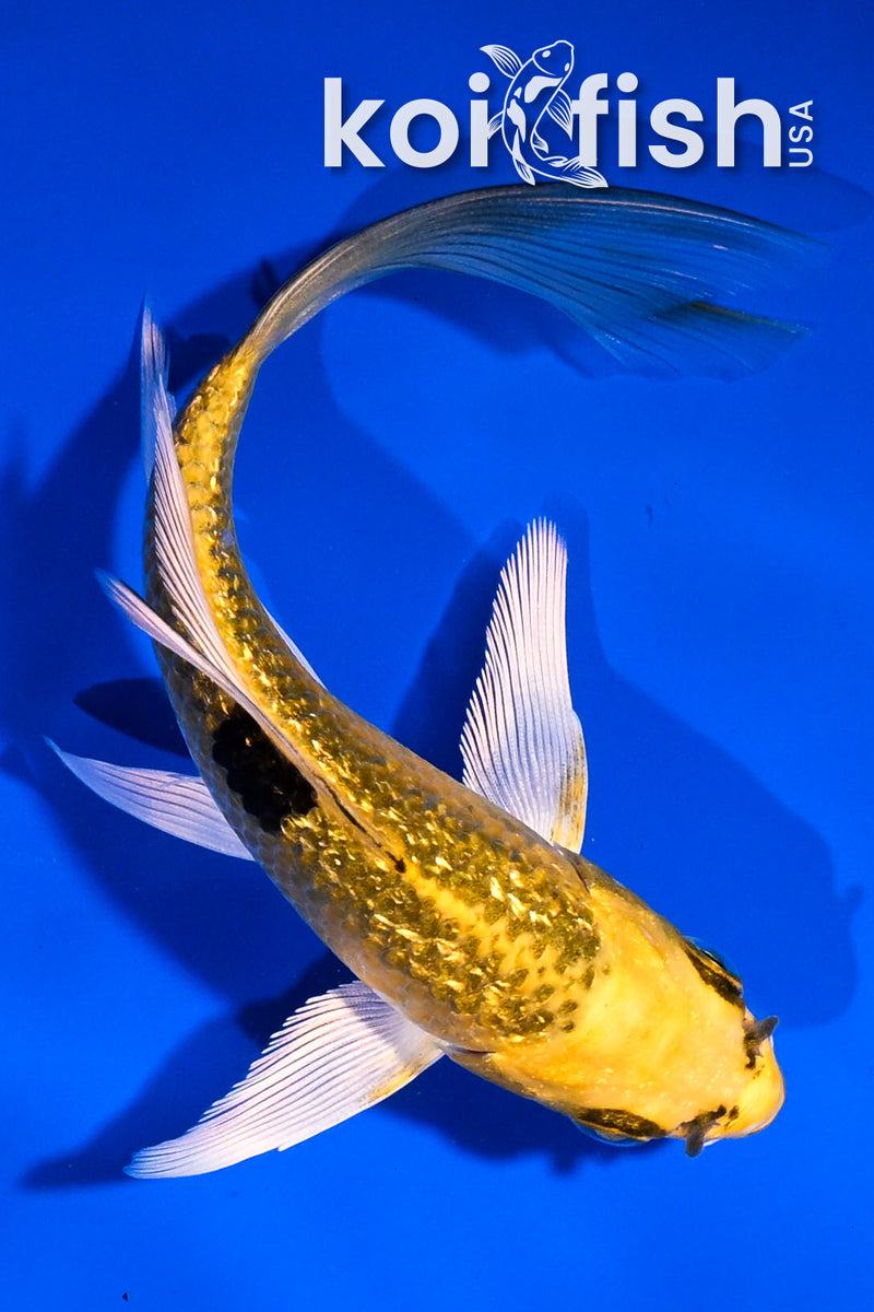 5" GINRIN KUJAKU BUTTERFLY