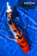 9.75" SANKE BUTTERFLY