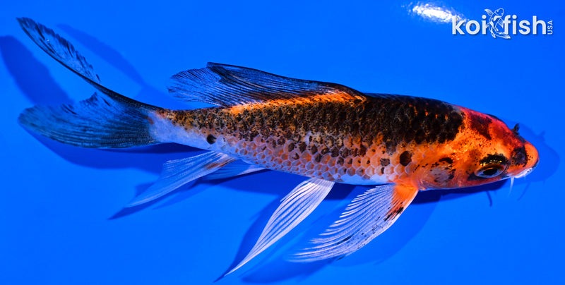 5.25" ORENJI MATSUBA BUTTERFLY