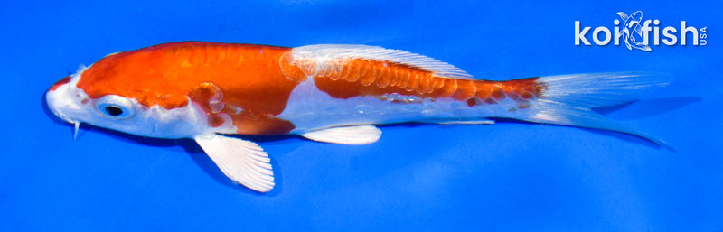 5" KIKUSUI