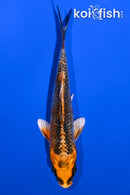4.25" KUJAKU