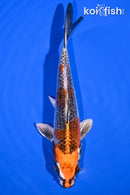 6.5" KUJAKU