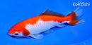 5" SARASA WAKIN GOLDFISH