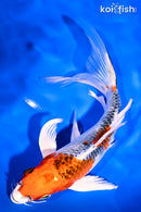 7.5" KUJAKU BUTTERFLY