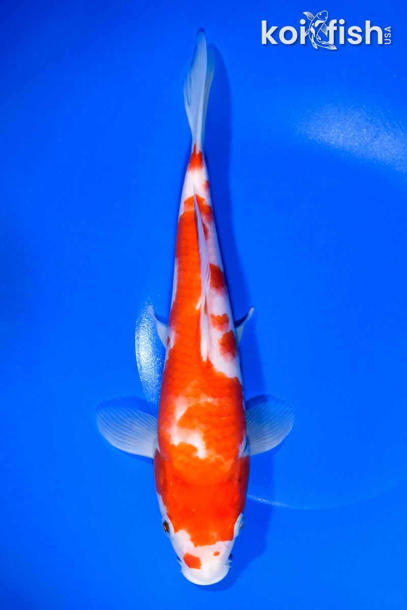 10" KOHAKU