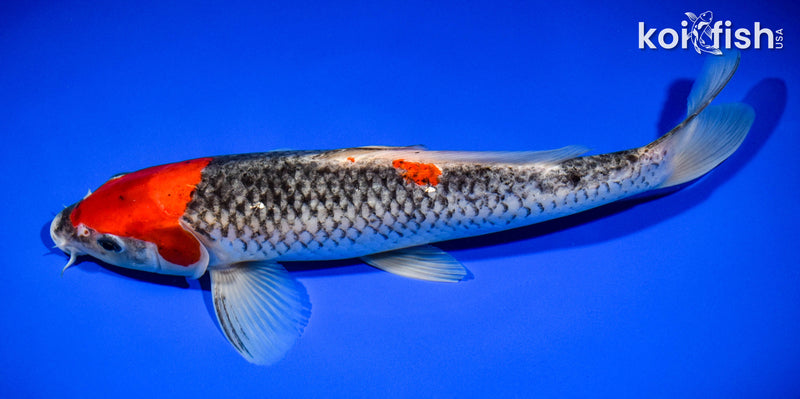 11.75" GOSHIKI