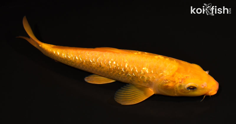 11" GINRIN CHAGOI