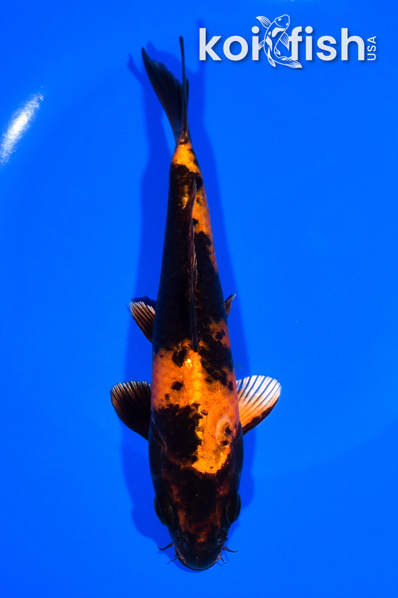 7.25" KIN HI UTSURI