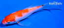 4.5" KOHAKU BUTTERFLY