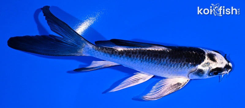 5.25" GINGA BUTTERFLY