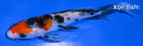 5" SANKE BUTTERFLY