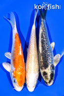6.25 - 6.5" PACK (3) STANDARD KOI