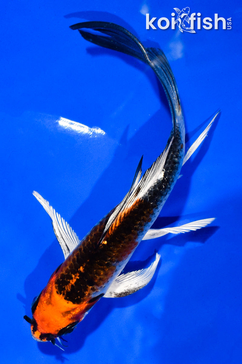 5.5" KUJAKU BUTTERFLY