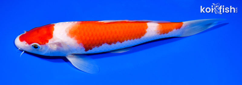 8.25" MARUTEN KOHAKU