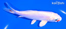 5.5" KIKUSUI