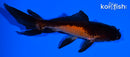 4.75" WATONAI GOLDFISH