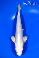 10" DOITSU PLATINUM OGON