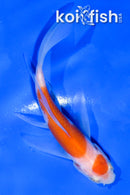 4" MARUTEN KOHAKU BUTTERFLY