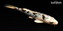 5.75" GINRIN SHIRO BEKKO