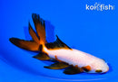 5.75" WATONAI GOLDFISH