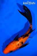 4.75" AKA BEKKO BUTTERFLY