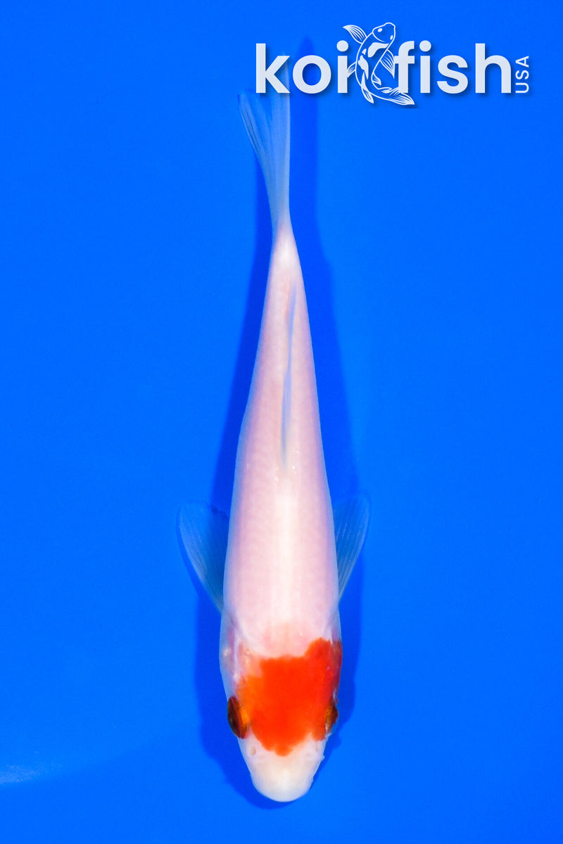 5.25" KOHAKU